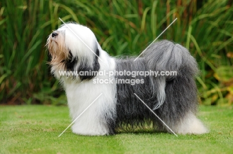 Tibetan Terrier