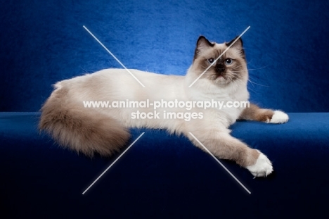 Ragdoll cat in studio on blue background