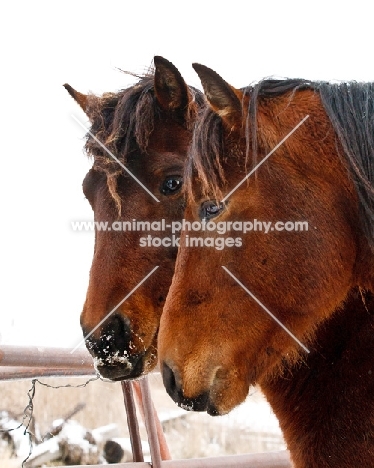 two Morgan horses