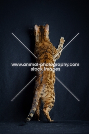 Back view of champion Svedbergakulle Goliath standing on his hind legs, studio shot on black background