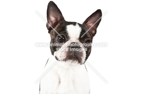 Boston Terrier on white background, portrait