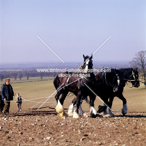 three shire horses with harrow