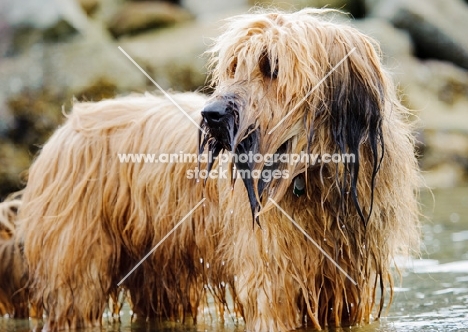 wet Briard