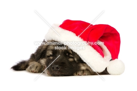 German Shepherd (aka Alsatian) puppy with Christmas hat