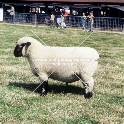 hampshire down sheep at show