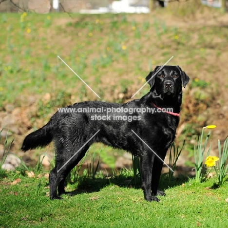 flat coated retriever