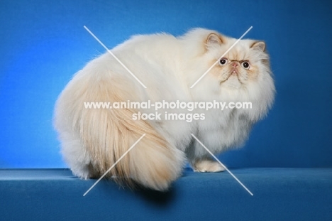 Colourpoint, (Aka: Persian or Himalayan)