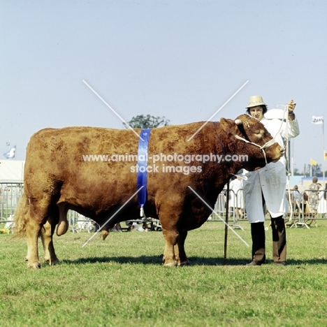 devon bull at royal show posing