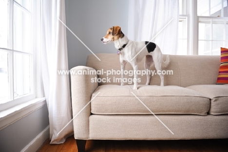 Beagle Mix standing on couch, looking out window.