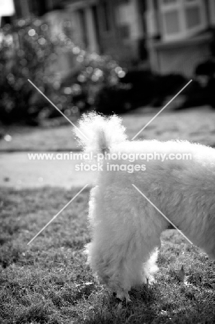 detail of miniature poodle's tail