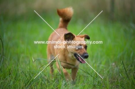 small mongrel dog walking in the tall grass