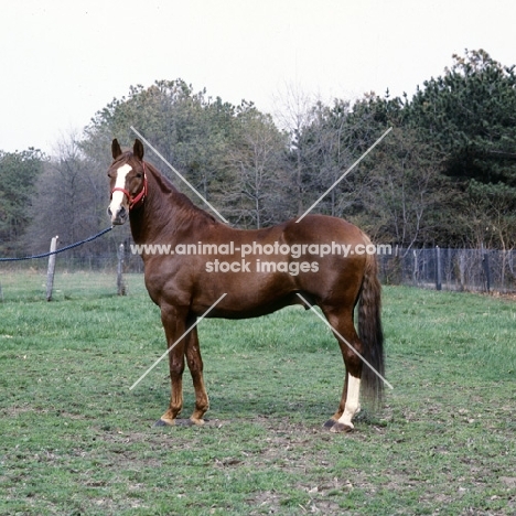 intrepido de granados, peruvian paso stallion