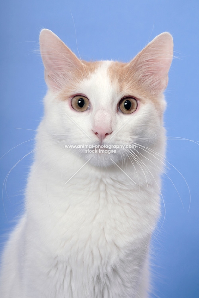 cream and white Turkish Van portrait