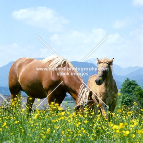 Bärbl, Hafflinger mare and foal at Ebbs Austria
