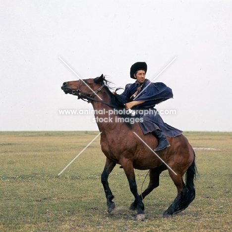 Hungarian Horse about to sit down, CsikÃ³ demonstrating his traditional trick and training on Hortobagyi Puszta