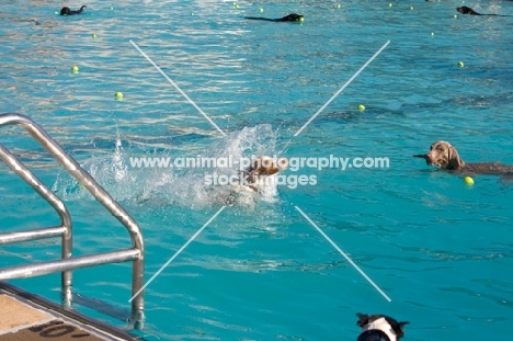 dogs in swimming pool