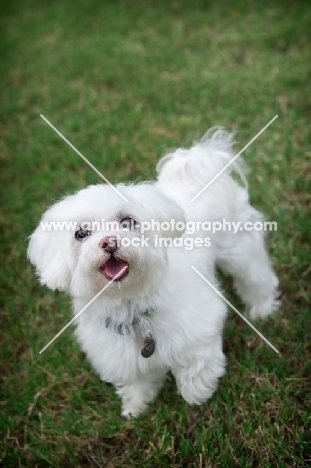 maltese smiling in grass