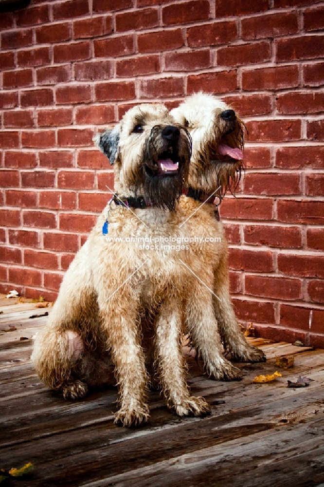 two soft coated wheaten terriers sitting in front of brick wall
