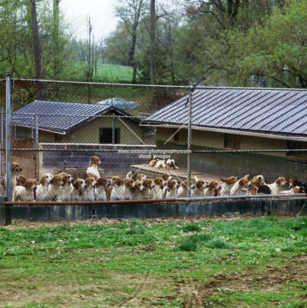 american foxhounds at their kennels, middleburgh foxhounds
