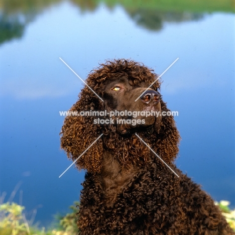 sh ch kellybrook joxer daly,  irish water spaniel  portrait