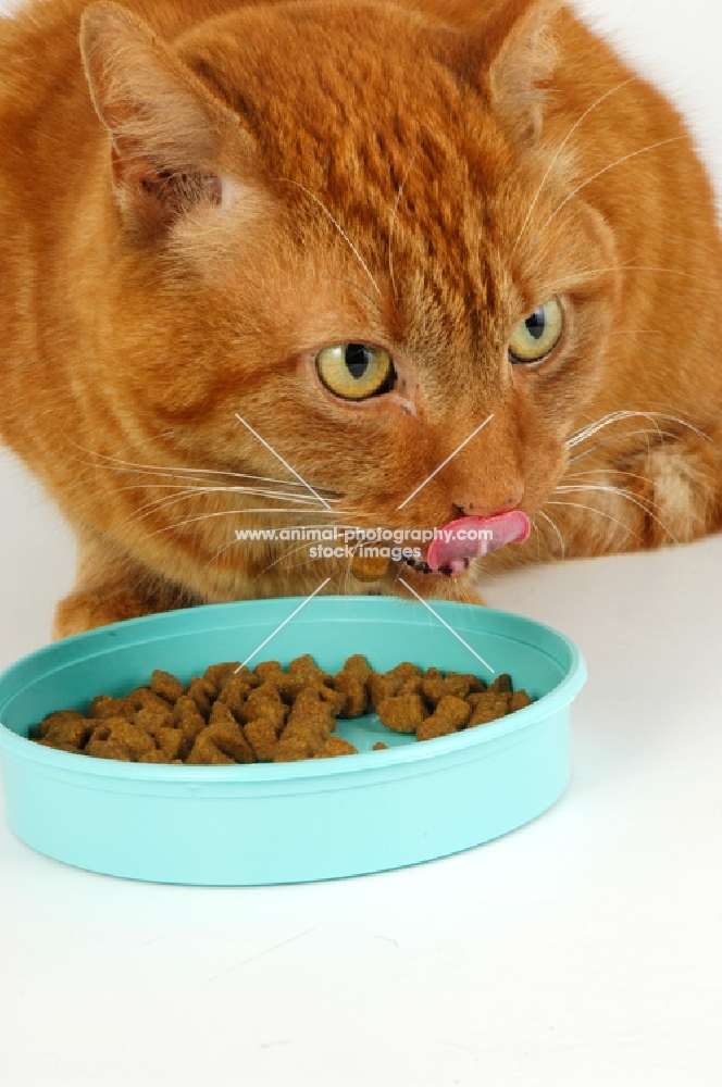 cat eating from a mint green dish, crouching, licking lips