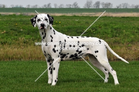 Dalmatian on grass