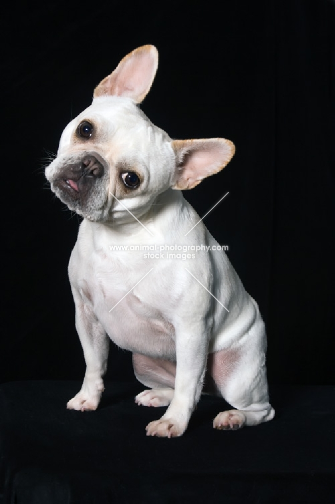 french bulldog sitting with head tilted