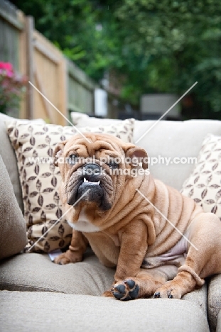 bulldog sitting on couch