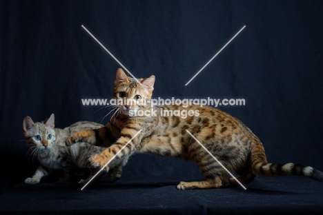 two young bengal cats playing, studio shot on black background