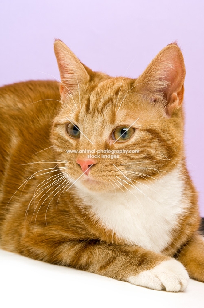 ginger and white tabby cat looking aside