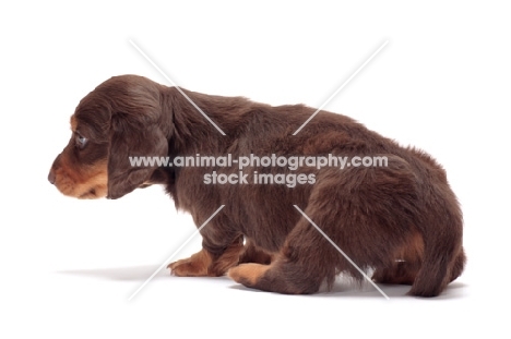 Chocolate Tan coloured longhaired miniature Dachshund puppy, back view