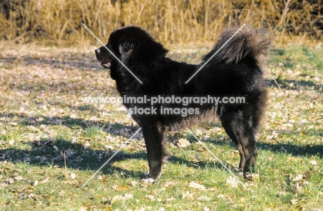 black Tibetan Mastiff