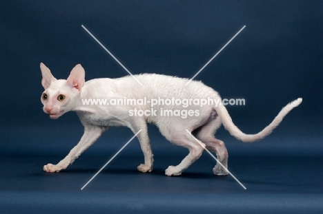 Cornish Rex walking, white (gold eye)