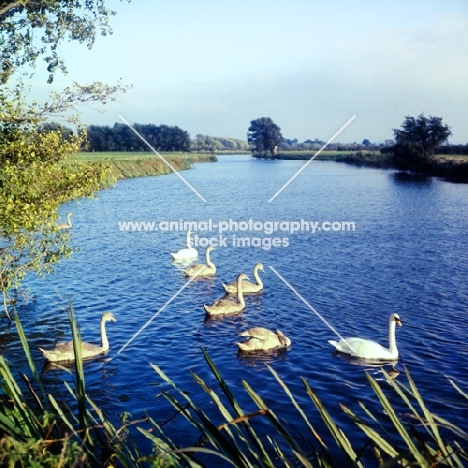 pair of swans with five cygnets