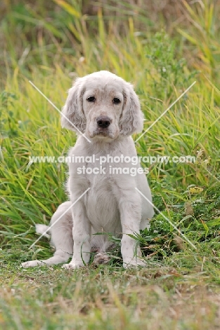 English Setter puppy, sitting down