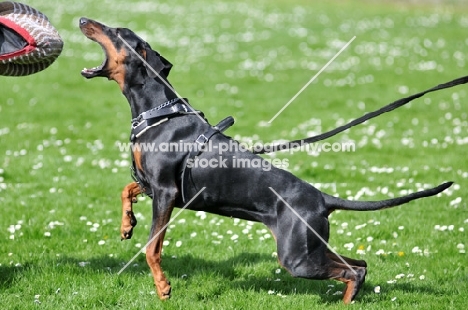 black and tan doberman attacking