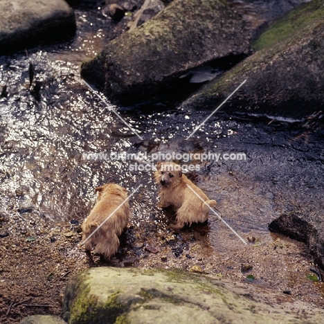 two norfolk terriers standing by a stream