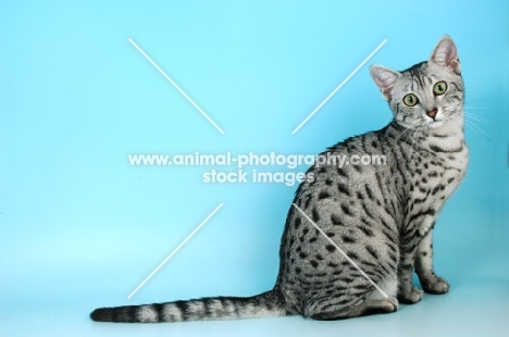 silver egyptian mau sitting