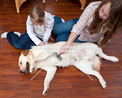 Labrador being groomed