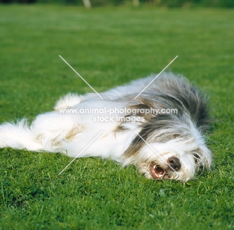 bearded collie lying down