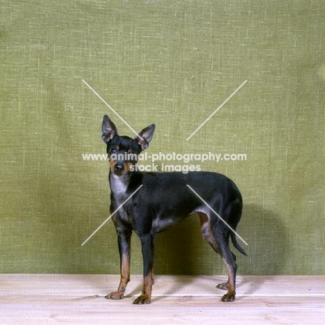 english toy terrier