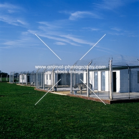 dogs in quarantine kennels