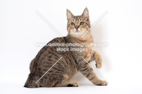 brown spotted tabby Pixie Bob cat, sitting down