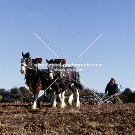shire horses ploughing in competition