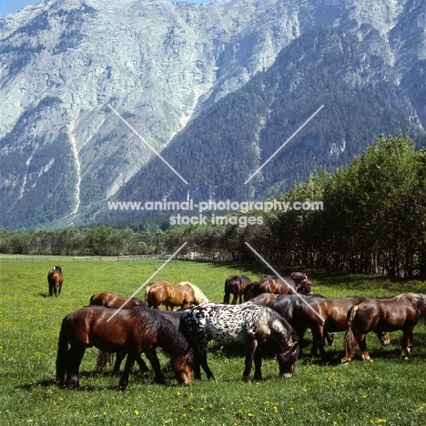noric horses in an austrian valley 