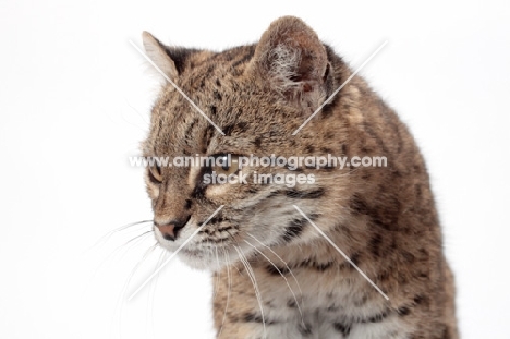 Brown Spotted Tabby Geoffroy's Cat, head study