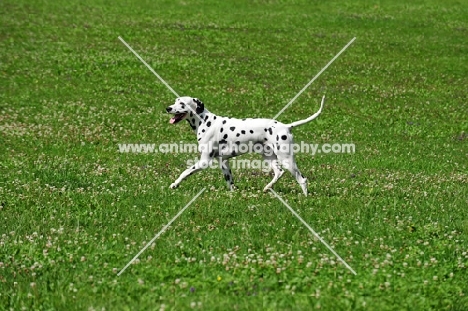 Dalmatian running in field