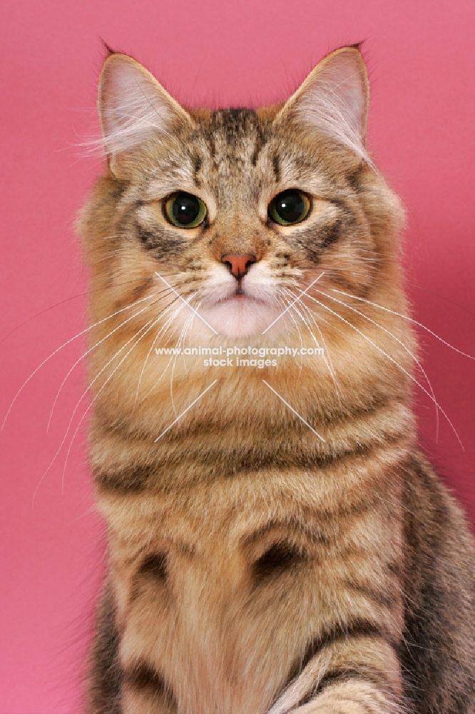 Brown Mackerel Tabby Norwegian Forest Cat, portrait