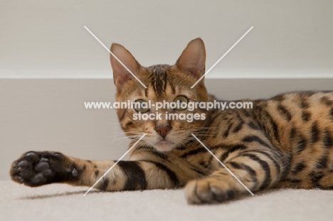Bengal cat laying down at home