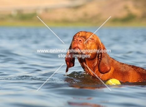 Hungarian Vizsla near ball in water